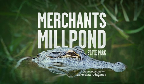 Alligator