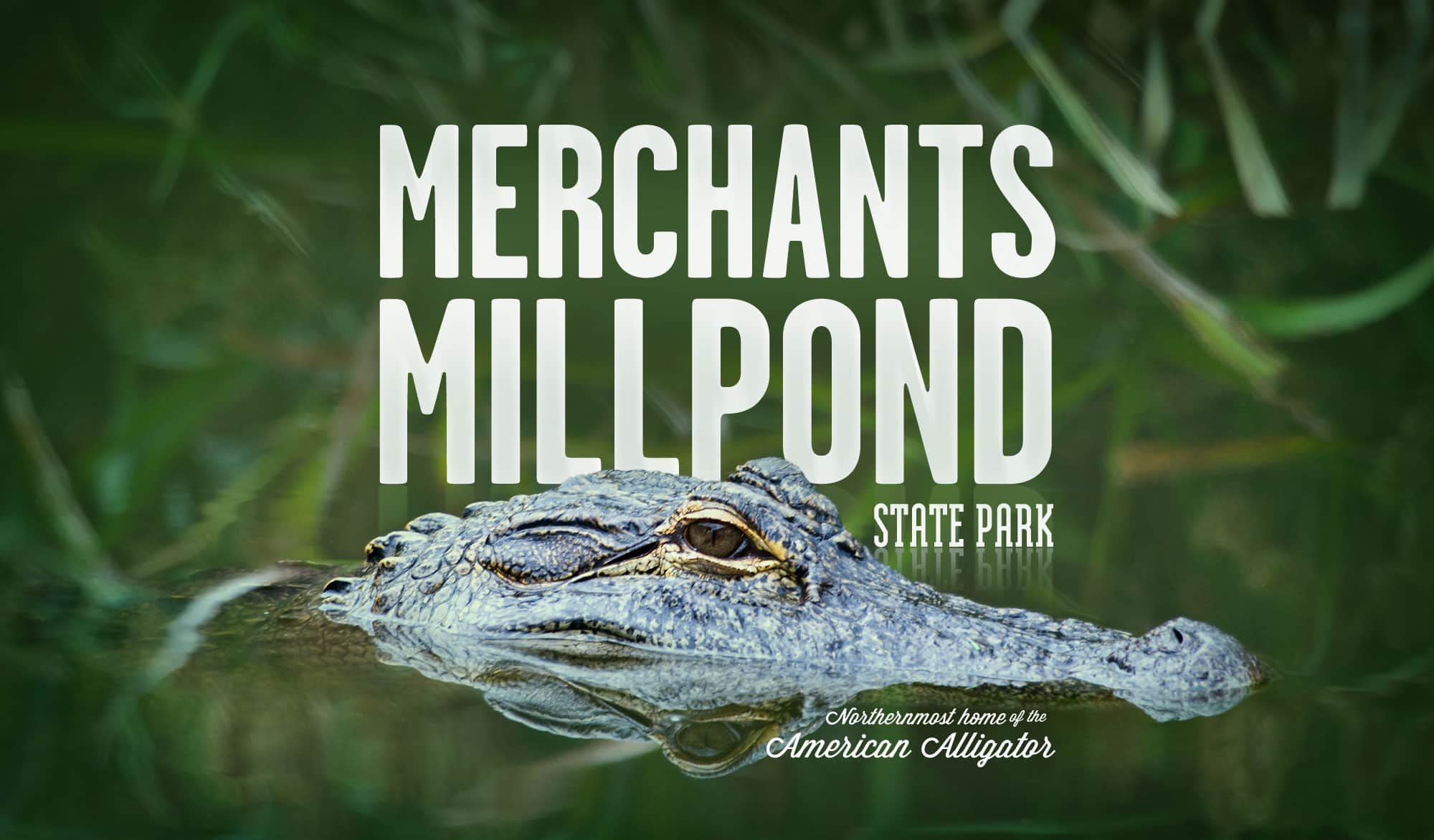 Alligator