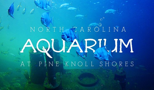 Aquarium at Pine Knoll Shores
