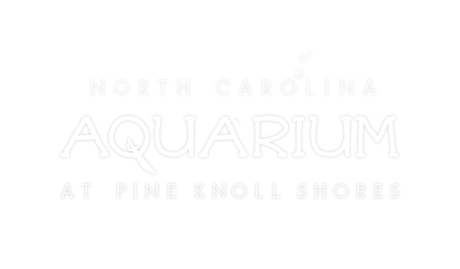 Aquarium at Pine Knoll Shores