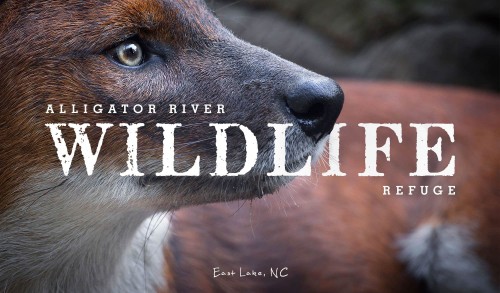 Red Wolf