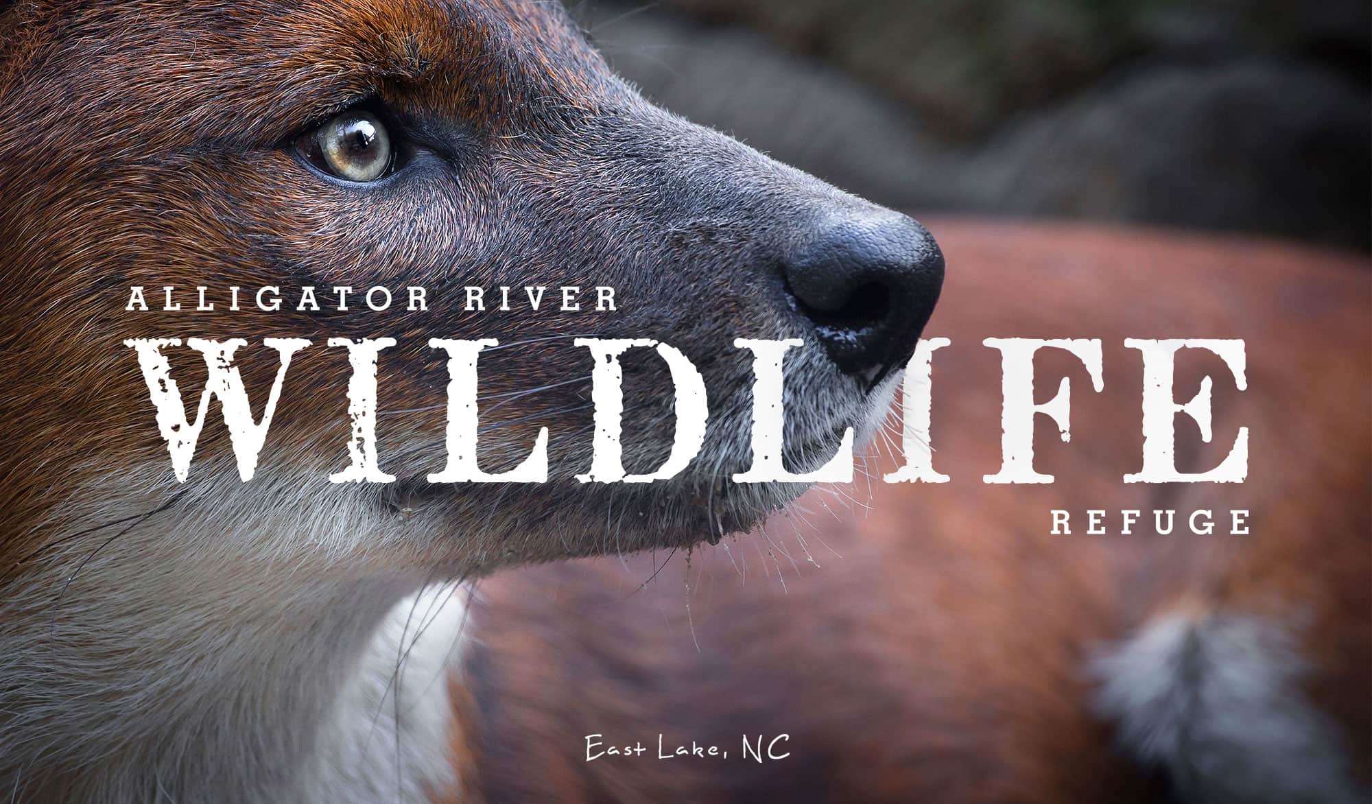 Red Wolf