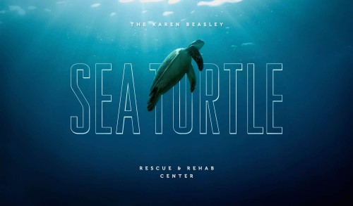 Sea Turtles