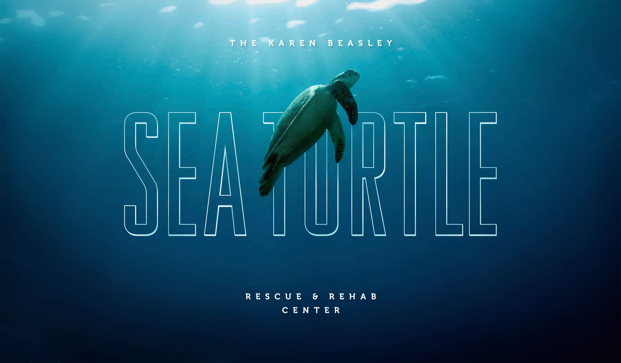 Sea Turtles