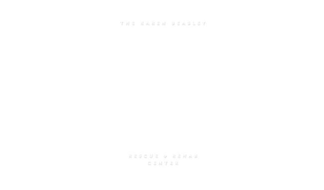 Sea Turtles