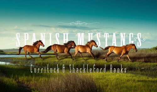 Spanish Mustangs