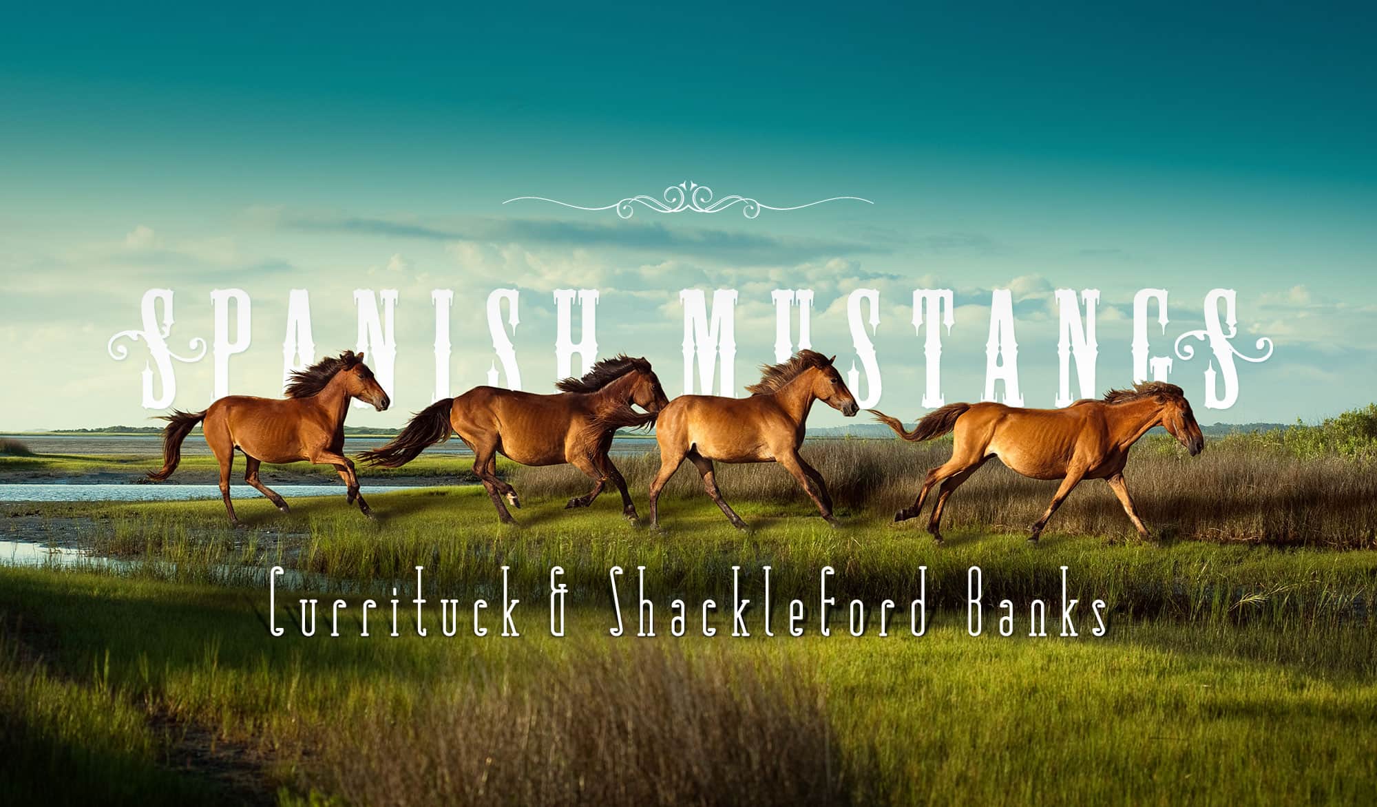 Spanish Mustangs