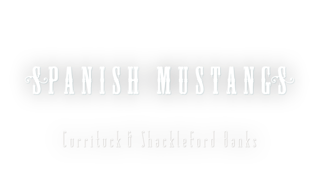 Spanish Mustangs