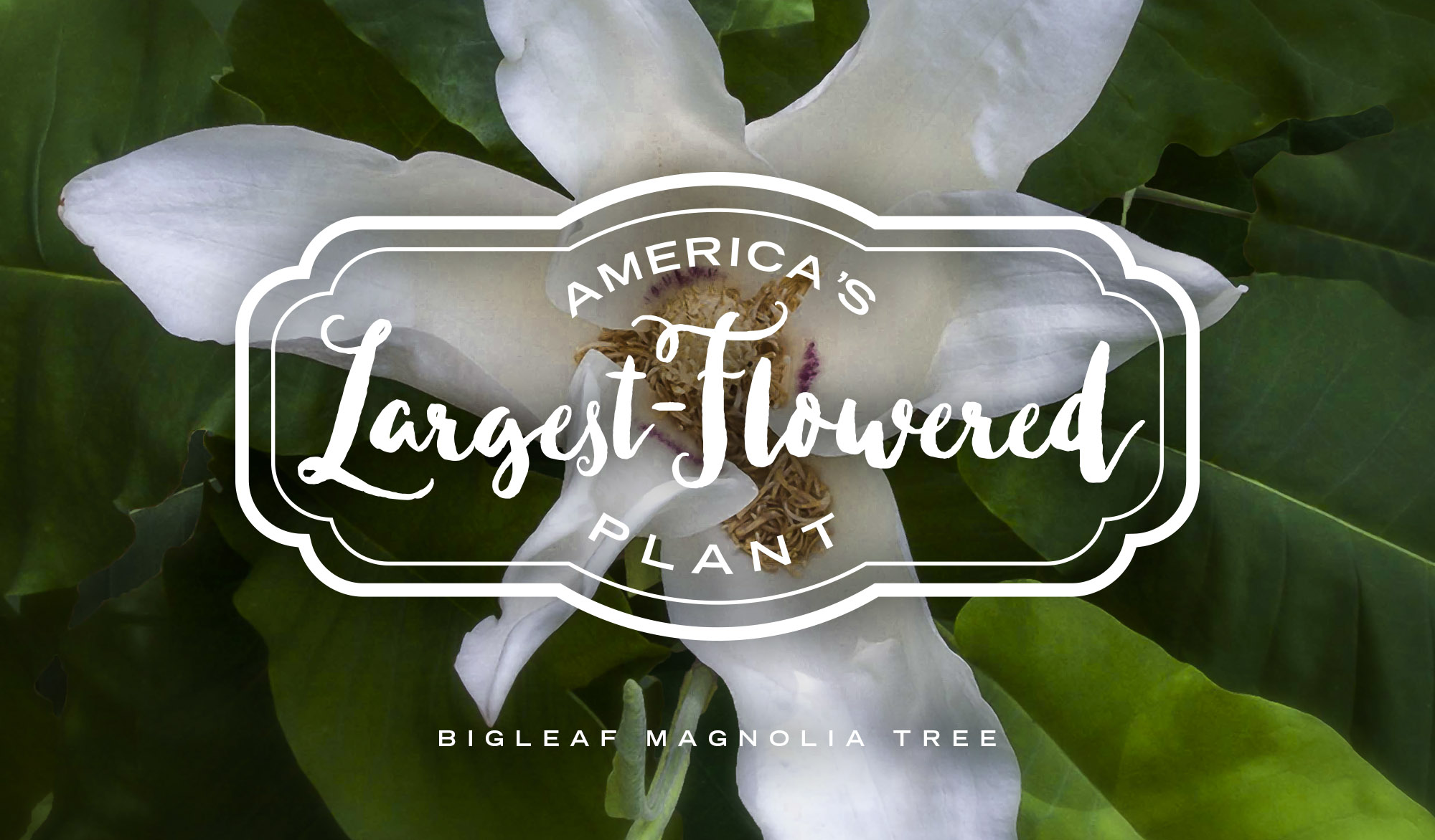 Bigleaf Magnolia