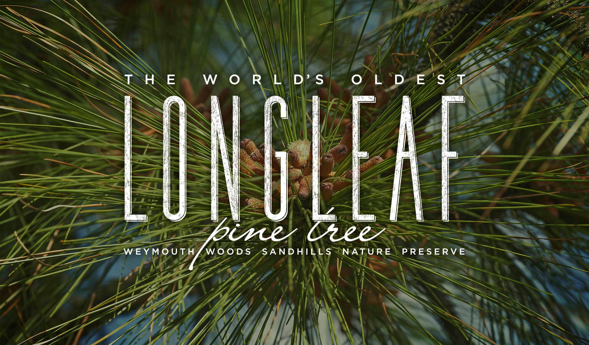The World’s Oldest Longleaf Pine Tree
