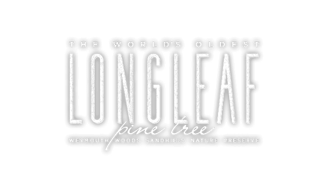 The World’s Oldest Longleaf Pine Tree
